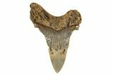Serrated Angustidens Tooth - Megalodon Ancestor #340333-1
